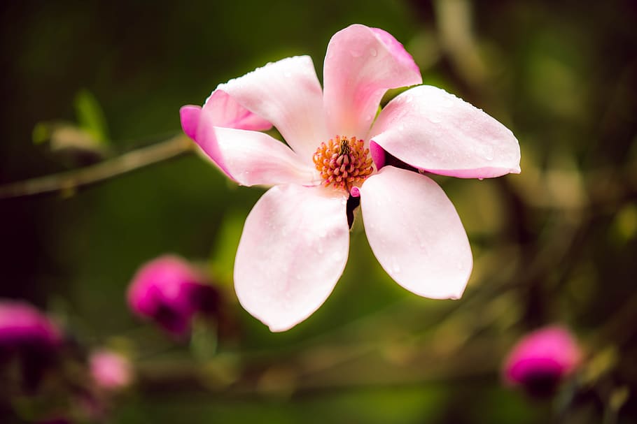magnolia, pink, spring, flower, nature, petals, rain, raindrops HD wallpaper