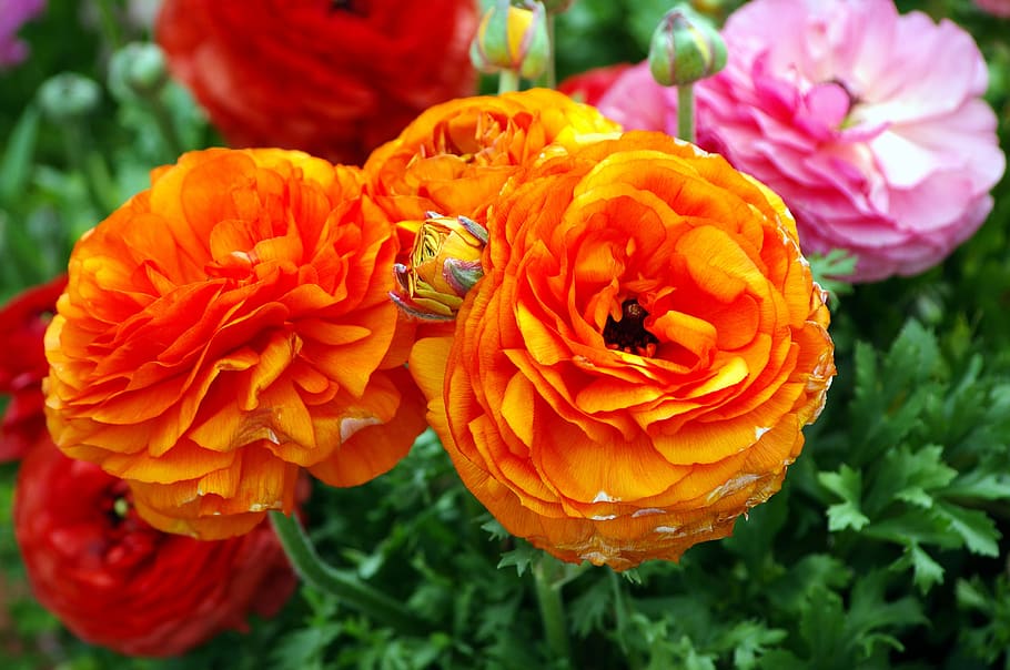 ranunculus blossoms, bloom, flower, plant, petals, bright, spring HD wallpaper
