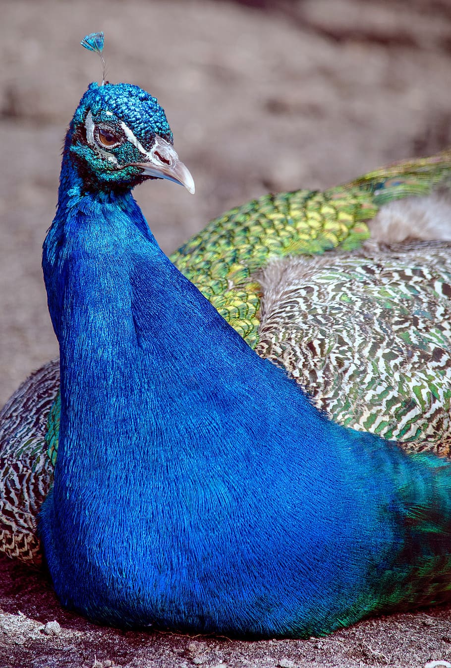 peacock, bird, color, feather, plumage, exotic, peacock feathers HD wallpaper