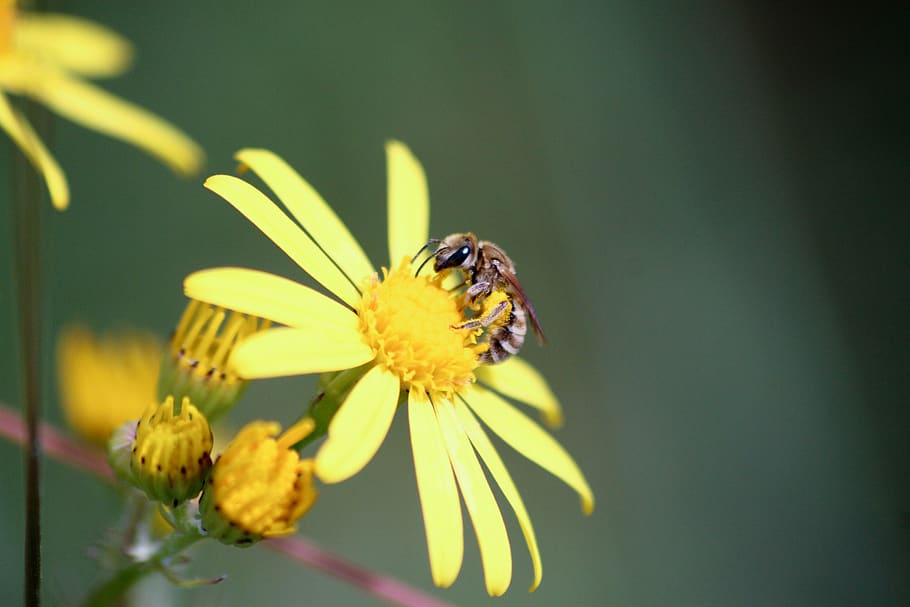 bee, flower, insects, nature, bees, pollen, nectar, garden HD wallpaper