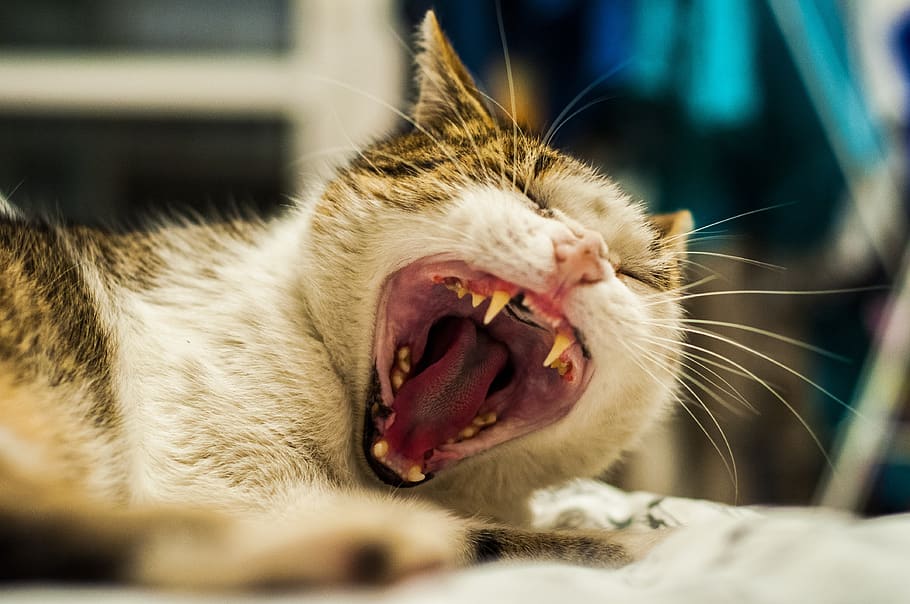 cat, friend, nice, domesticated, furry, nature, animal, fluffy HD wallpaper