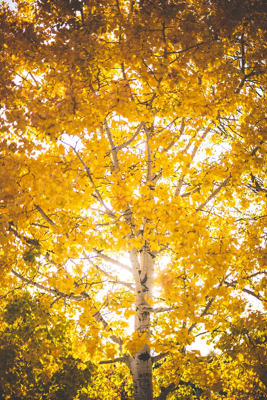 yellow-leaf tree, plant, flagstaff, united states, maple, tree trunk HD wallpaper