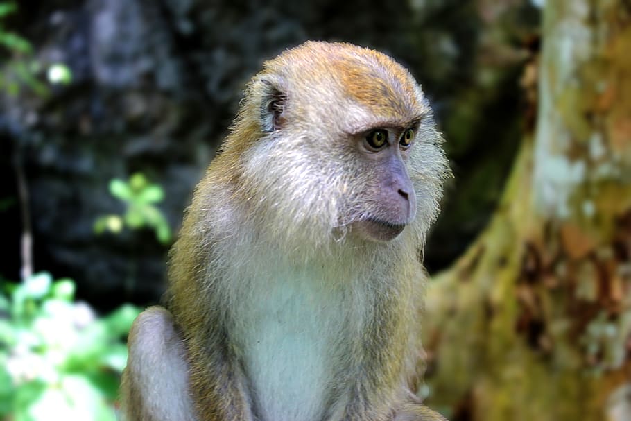 monkey, wildlife, primate, nature, animal, ape, zoo, jungle HD wallpaper