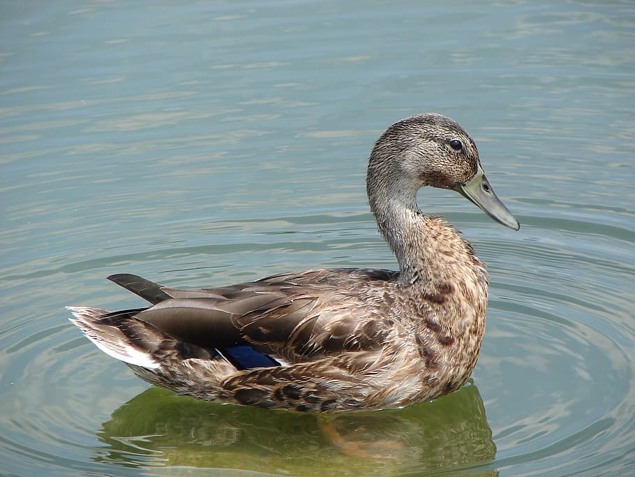 flying, mallard, duck, bird, animal, wild, nature, animals in the wild HD wallpaper