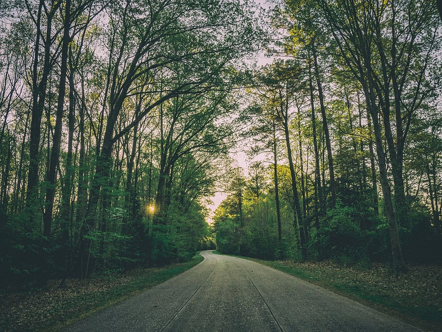 asphalt, branches, forest, grass, landscape, road, sun glare HD wallpaper