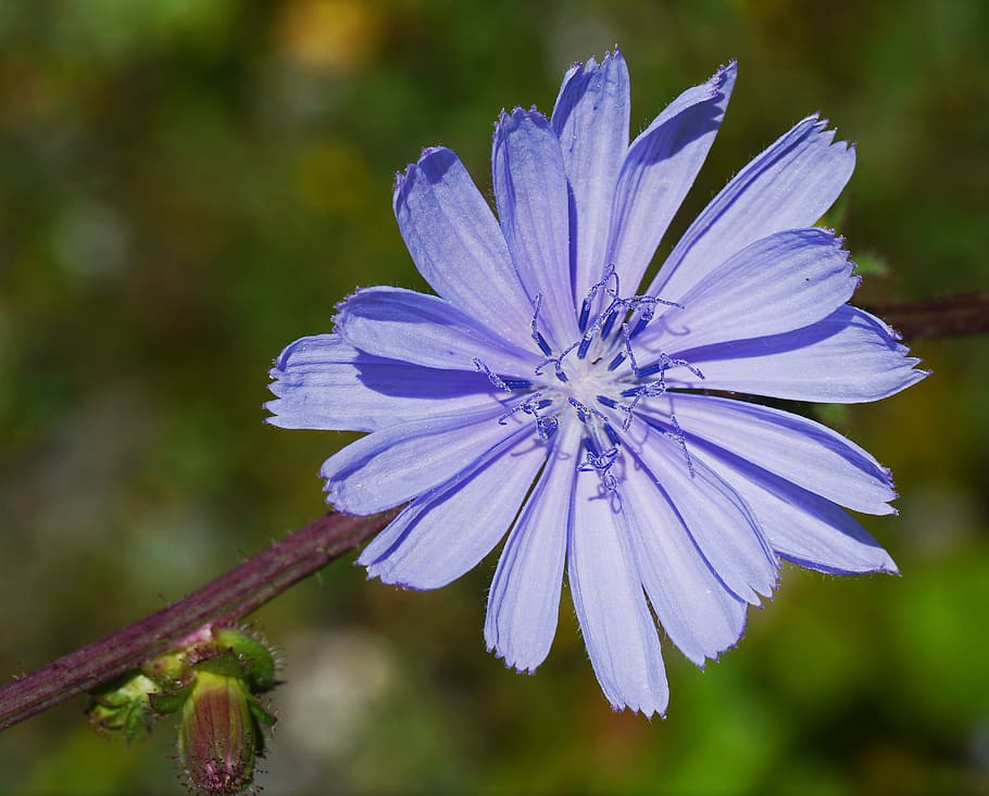 chicory, blossom, bloom, bud, blue, wild flower, composites HD wallpaper