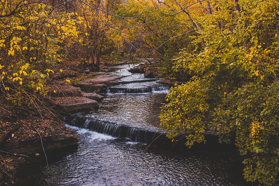 tree, autumn, plant, forest, water, change, beauty in nature HD wallpaper
