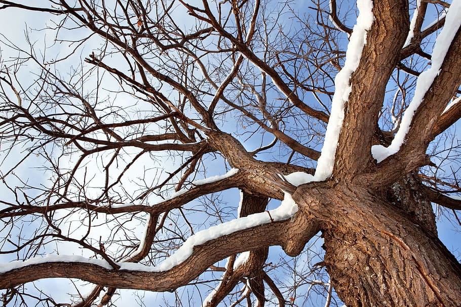 tree, winter, wintertime, outdoor, closeup, cold, snowy, natural HD wallpaper
