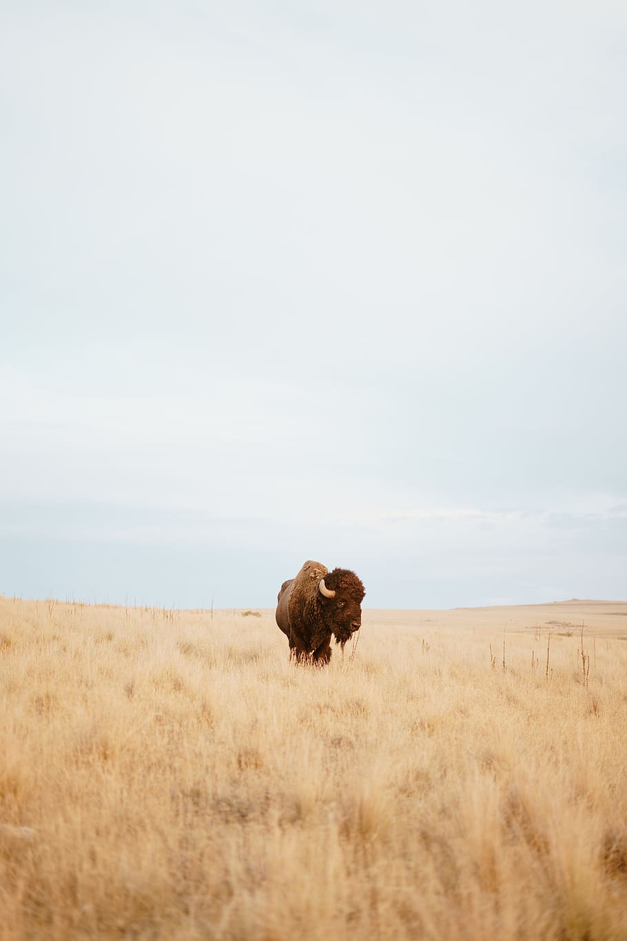 bison standing on brown field during daytime, buffalo, animal, HD wallpaper