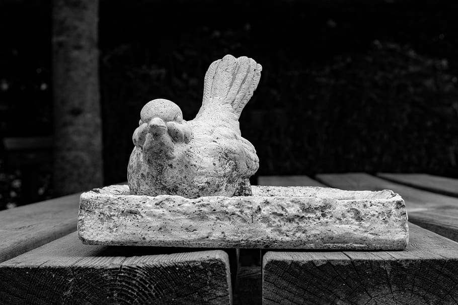bird, image, white, birds, stone, representation, focus on foreground HD wallpaper