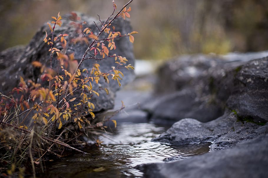 way, route, path, pathway, water, flow, stream, rock, rocky HD wallpaper
