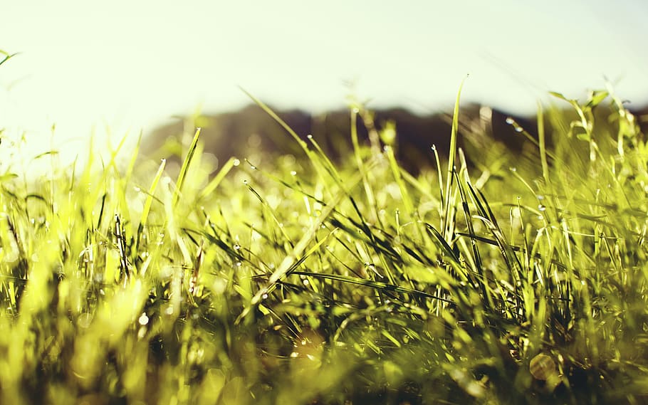 green grass field, plant, selective focus, land, growth, nature HD wallpaper