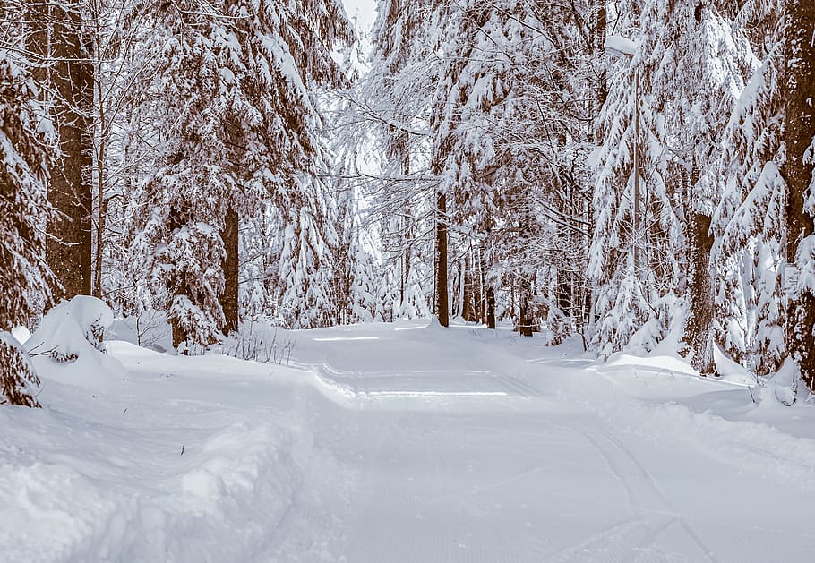 forest, winter, snow, cold, wintry, winter forest, idyllic HD wallpaper