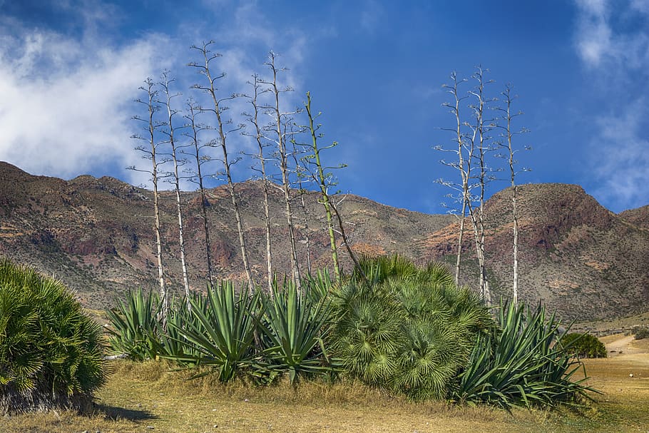 nature, pitas, green, mountain, landscape, sky, clouds, cabo de gata HD wallpaper