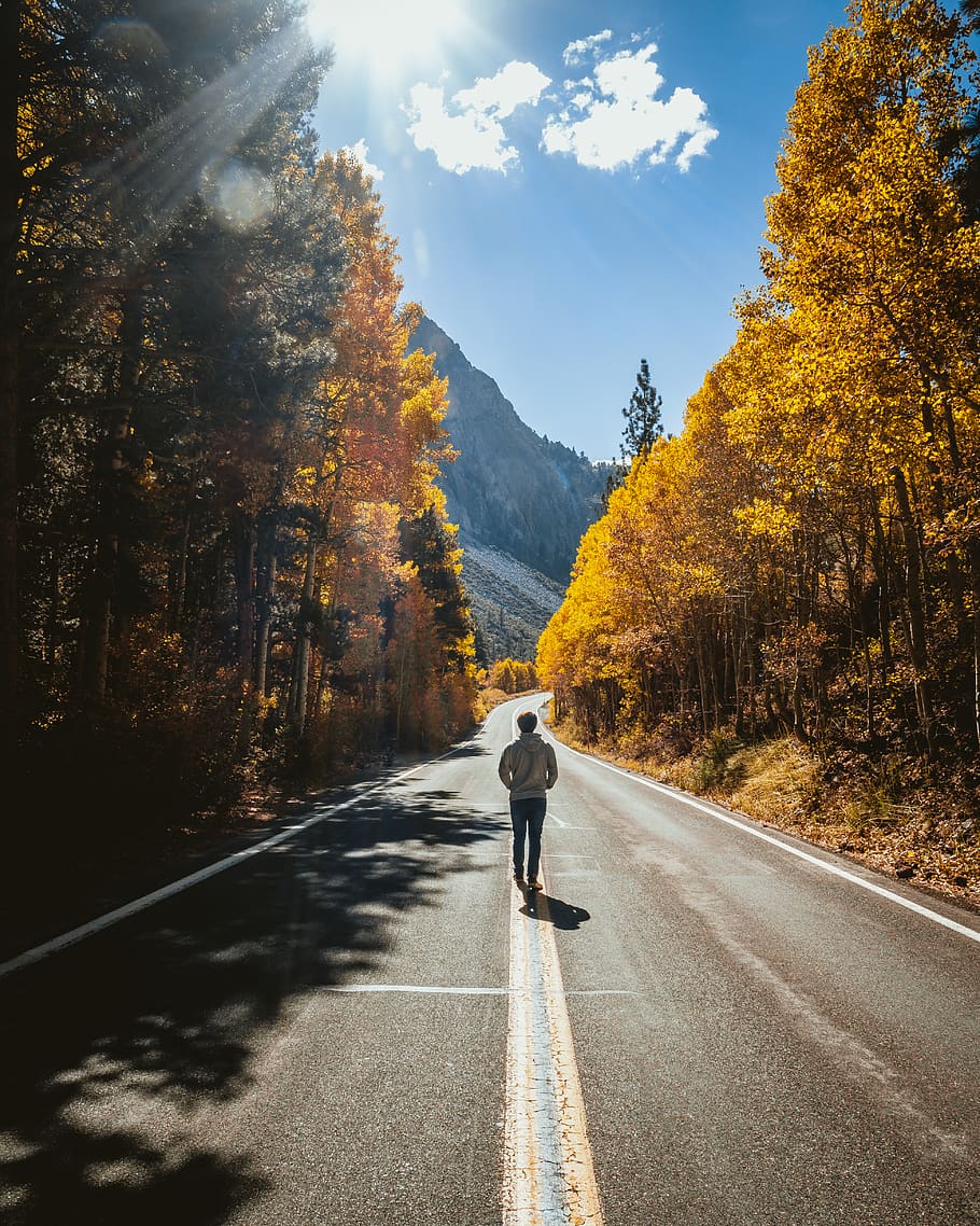 man walking on road between brown leafed trees, dirt road, gravel HD wallpaper