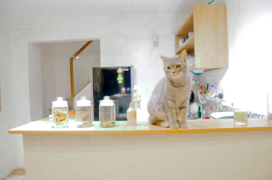 brown cat on counter, mammal, domestic, domestic animals, pets HD wallpaper