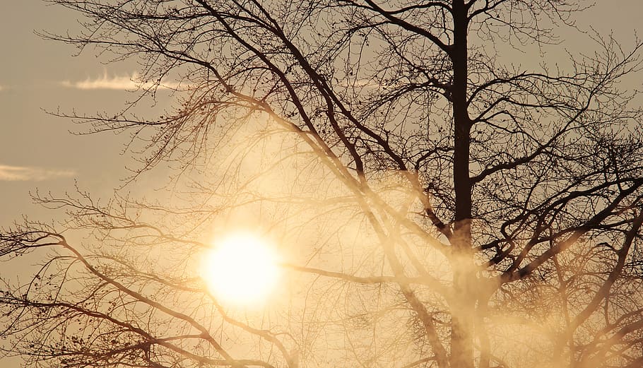 tree, dawn, morning sun, sunrise, fog, morning mist, winter HD wallpaper