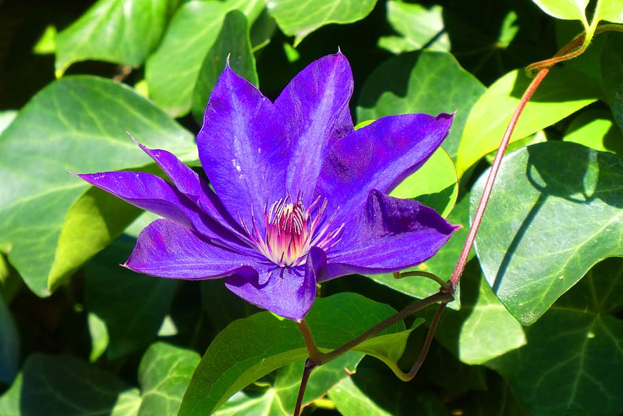 flower, bloom, blossom, vegetable, garden, petals, plant, beauty in nature HD wallpaper