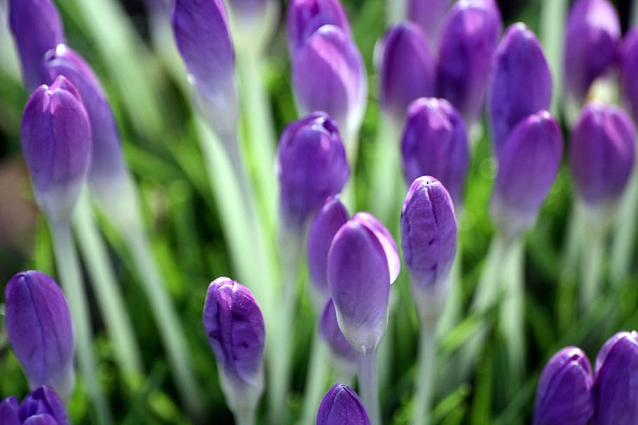 spring, crocus, close up, spring awakening, purple, spring flower HD wallpaper