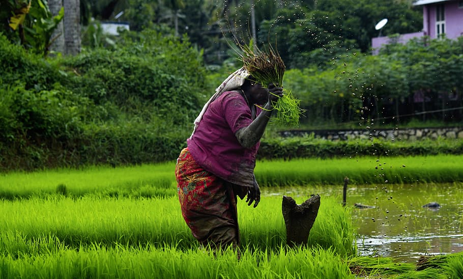 woman picking plants, person, people, human, grass, india, nedumangad HD wallpaper