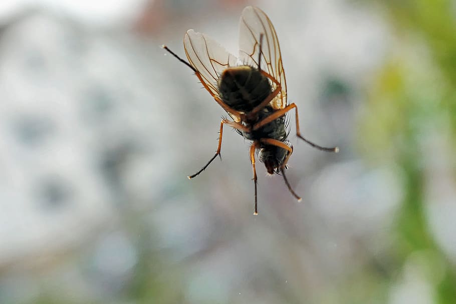fly, insect, nature, flying, macro, animal world, close up HD wallpaper