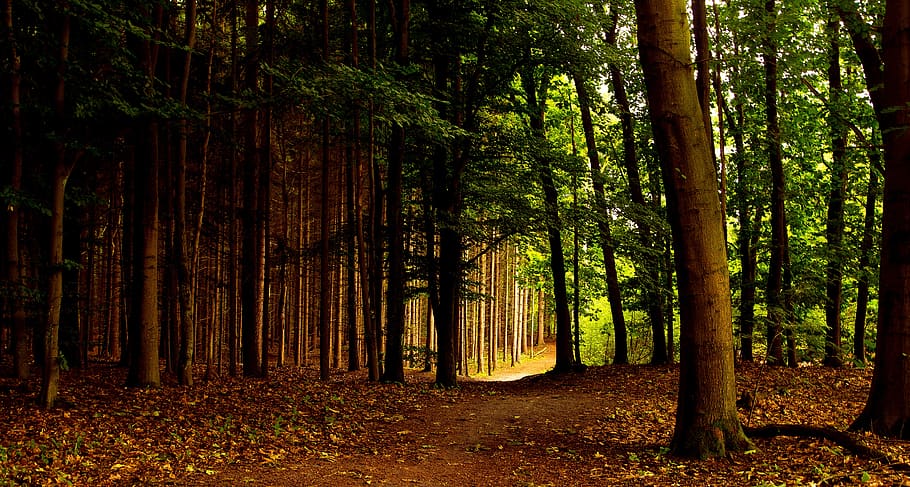 annas hoeve, figtree, forest, trees, nature, landscape, forests HD wallpaper