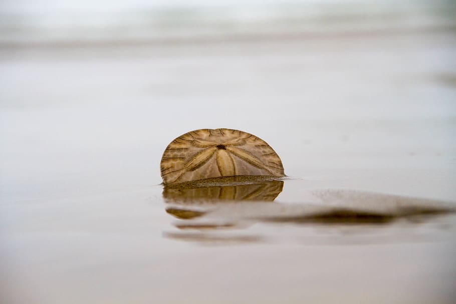 brown sand dollar, water, reflection, animal, animal themes, one animal HD wallpaper