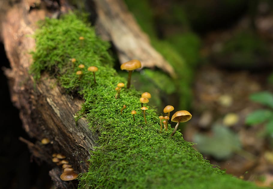 mushroom, nature, forest, plant, moss, growth, green color HD wallpaper