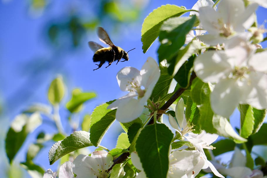 canada, baie-saint-paul, flowering plant, growth, insect, beauty in nature HD wallpaper