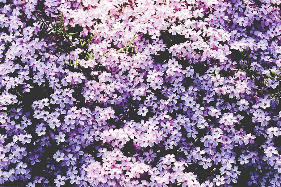 A picture full of purplish white flowers., freshness, beauty in nature