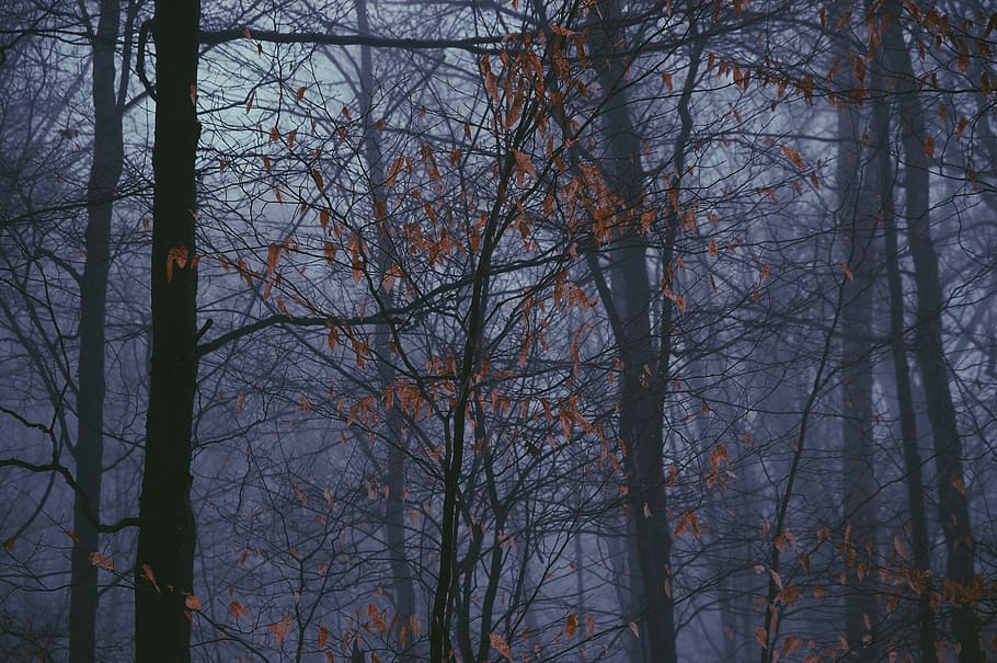 dried leaf trees with fogs, plant, nature, outdoors, tree trunk HD wallpaper