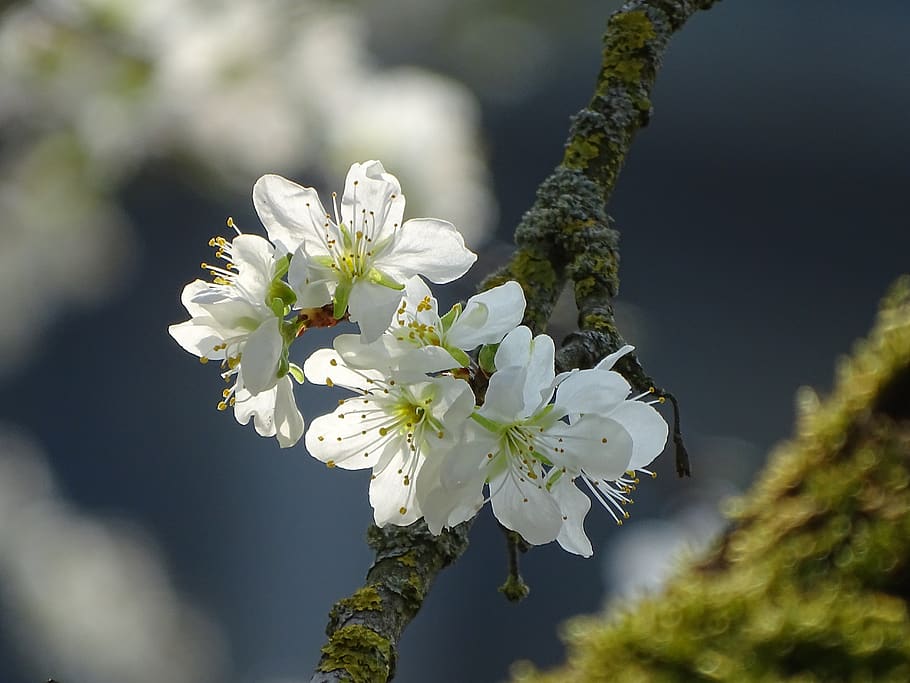 blossom, bloom, macro, tree, nature, close up, spring, plant HD wallpaper