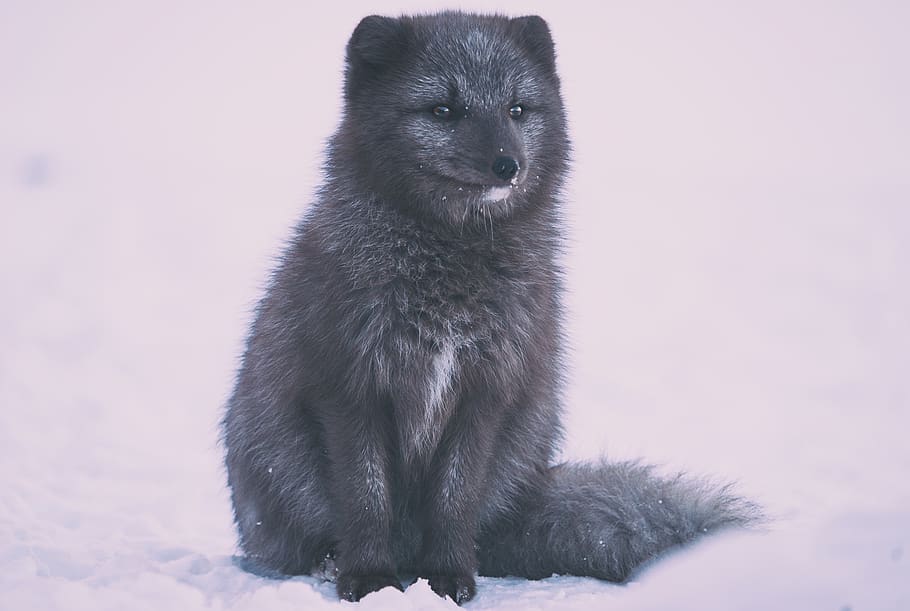 iceland, thórsmörk, polar fox, animal, wild animal, icelandic animal