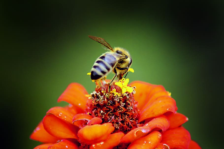 Honeybee Perched on Red Petaled Flower in Closeup Photography HD wallpaper