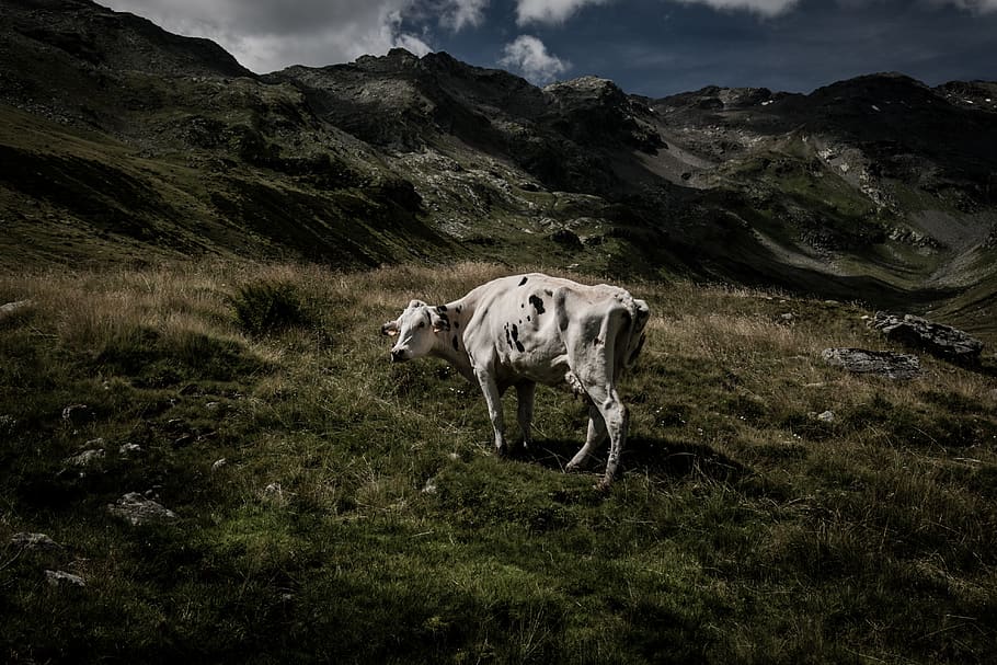 white and black cow at top of mountain, animal themes, mammal, HD wallpaper