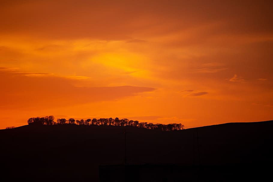silhouette, sunlight, sunset, evening, gold hour, golden, forest HD wallpaper