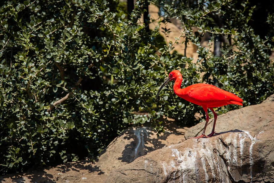 Scarlet Ibis Perching on Rock, animal, aviary, environment, exotic, HD wallpaper