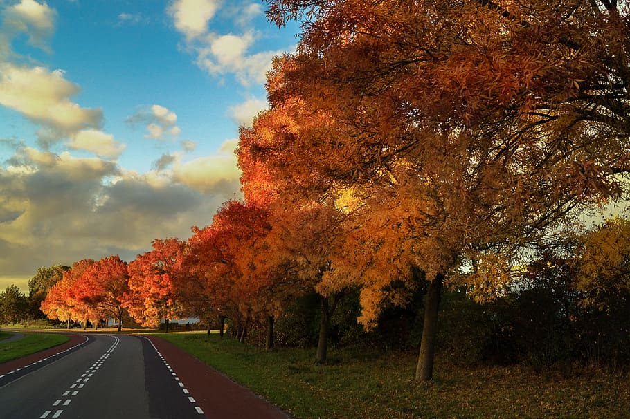 autumn, fall, trees, leaves, colors, road, sky, rural, plant HD wallpaper