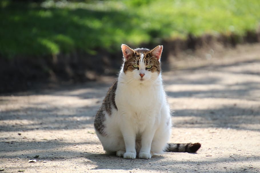 cat, sitting, road, cute, animals, white, fur, feline, kitty HD wallpaper
