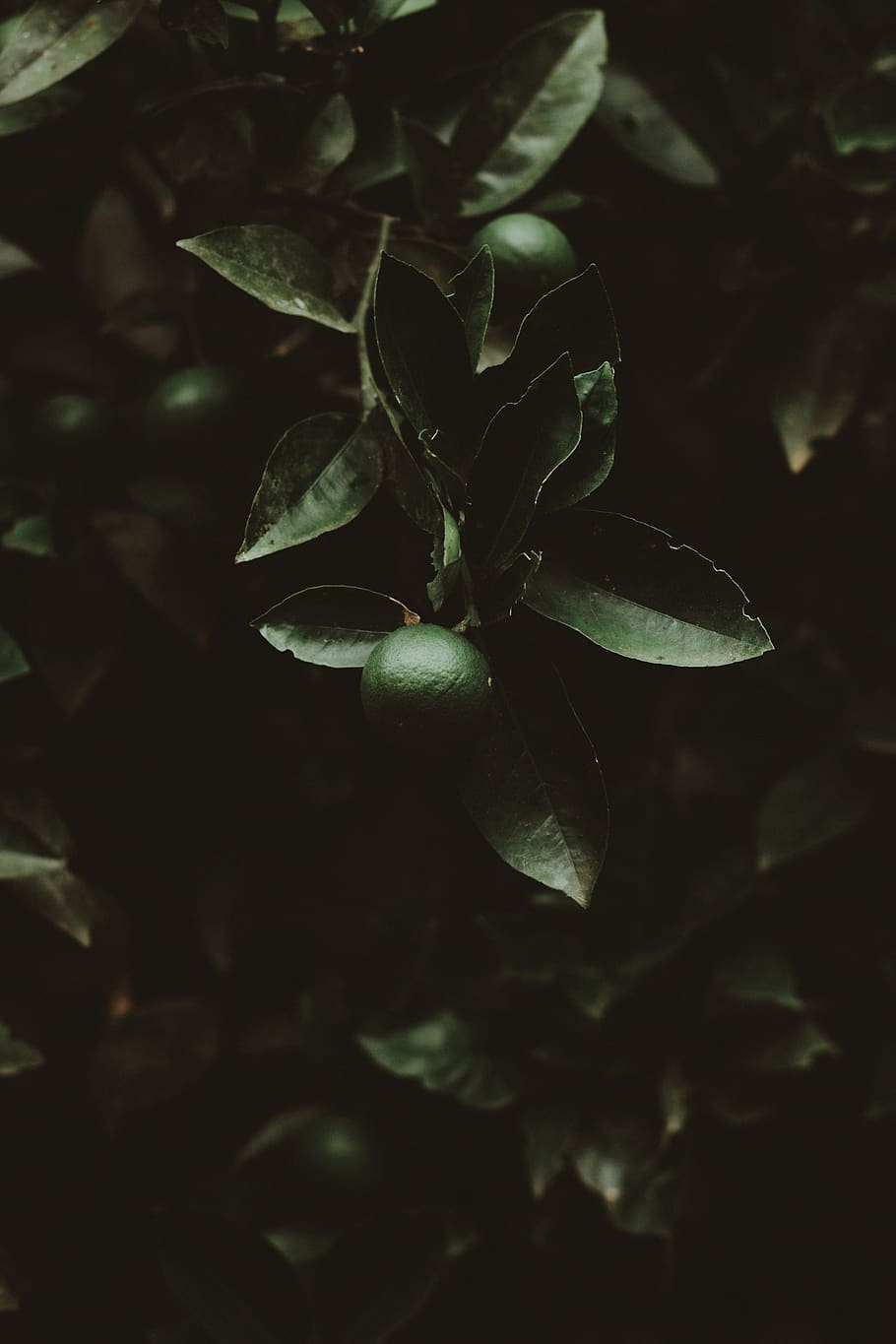 Round Green Citrus Fruit, plant, leaf, plant part, growth, close-up HD wallpaper