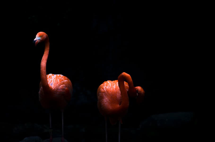 Hd Wallpaper Indonesia Batu Secret Zoo Flamingo Flamings Bird