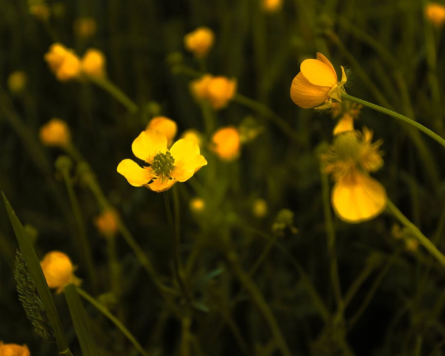 macro, green, yellow, nature, spring, flower, flowering plant HD wallpaper