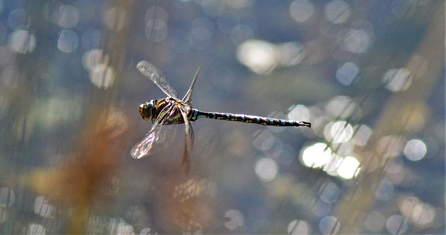 dragon fly, bug, wings, close-up, animal themes, one animal HD wallpaper