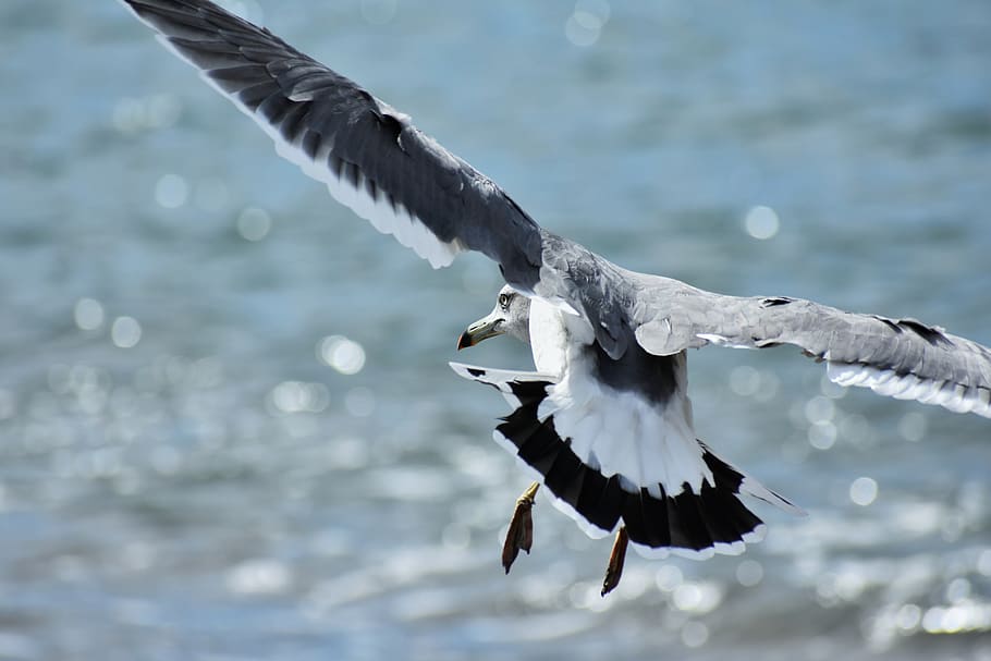 animal, sea, beach, wave, bird, wild birds, seabird, sea gull HD wallpaper