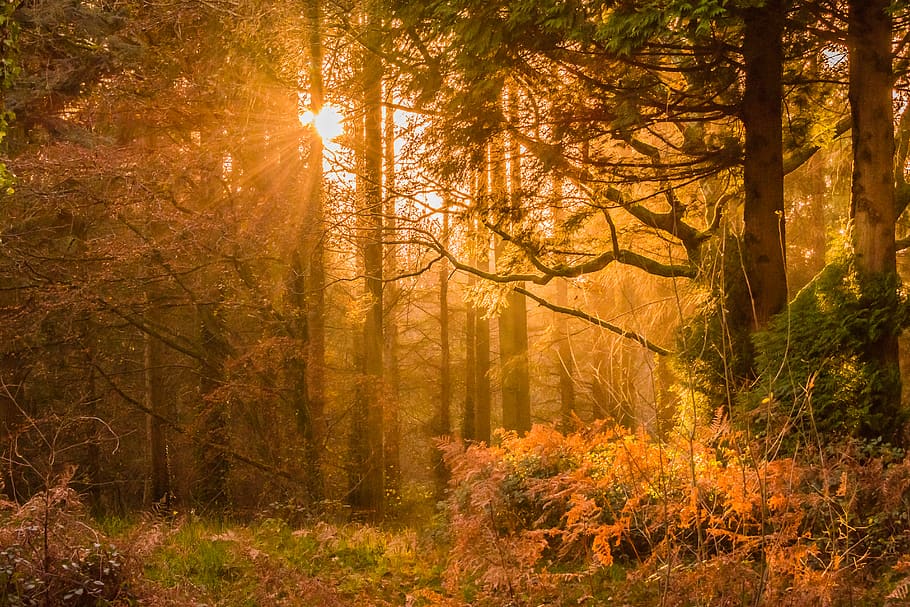 Yellow Sunset Rays Passing Through the Trees, branch, dawn, daylight, HD wallpaper