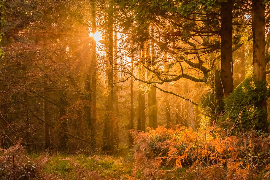 Yellow Sunset Rays Passing Through the Trees, branch, dawn, daylight HD wallpaper