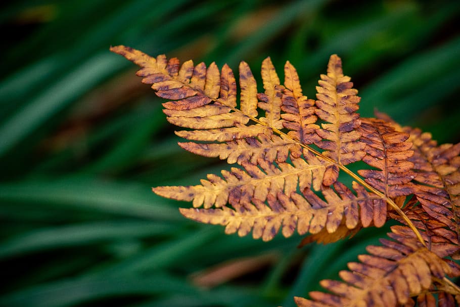 italy, tarvisio, plant, leaf, plant part, close-up, nature HD wallpaper