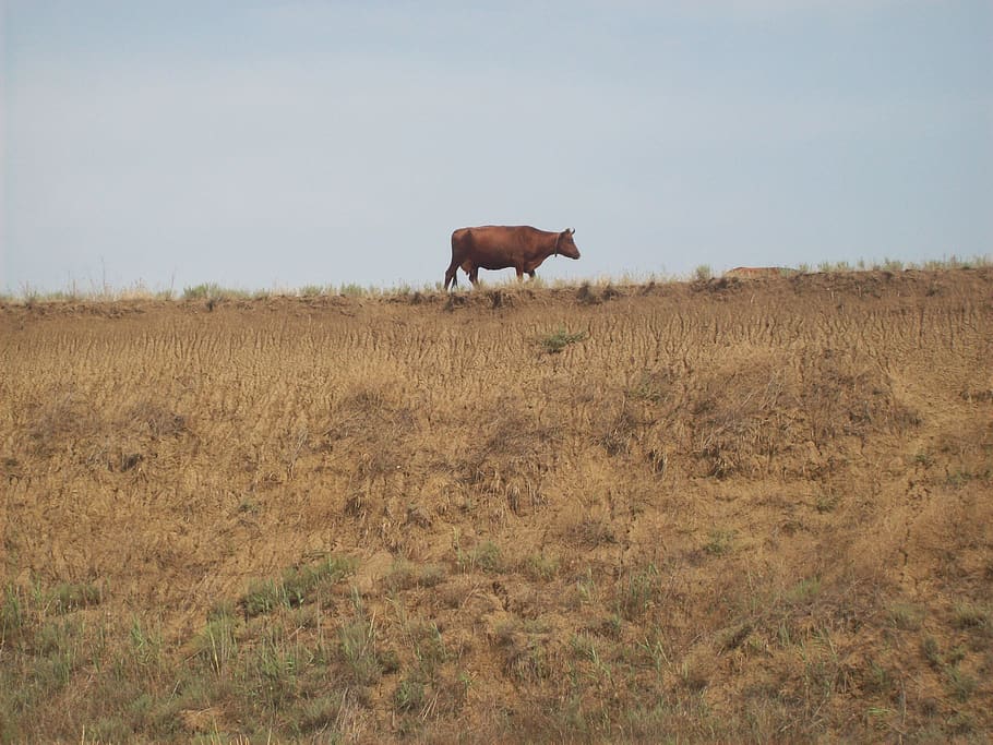 Brown Cow Standing on a Grass Field, animal, animals, background HD wallpaper