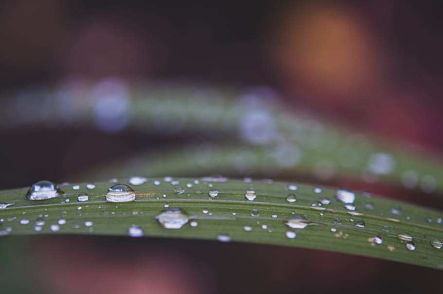 water, drop, colors, dewdrop, leaf, bokeh, close-up, wet, selective focus HD wallpaper