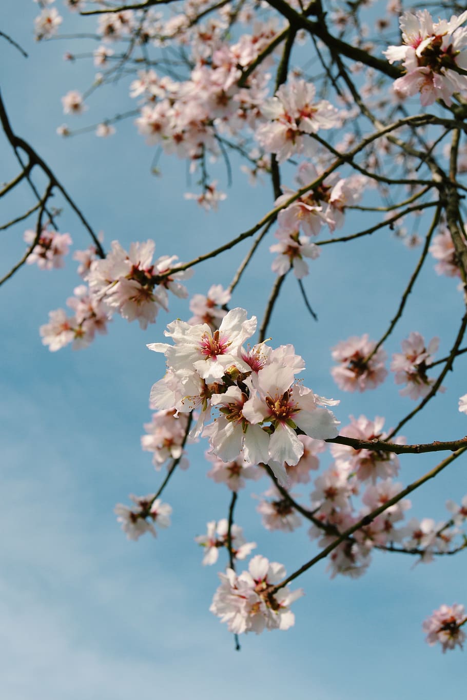 white-petaled flowers, plant, flowering plant, tree, vulnerability HD wallpaper